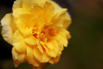 closeup of beautiful yellow rose on blurry background