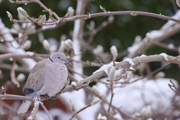 Gray Eurasian collared dove on branch in the garden