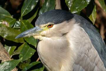 木々の中に隠れてウトウトする五位鷺(ゴイサギ)の成鳥