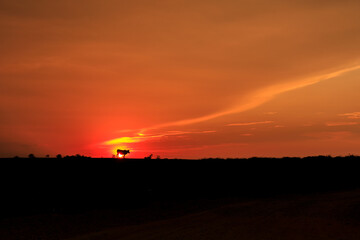 cow and sunset in the countryside of laos