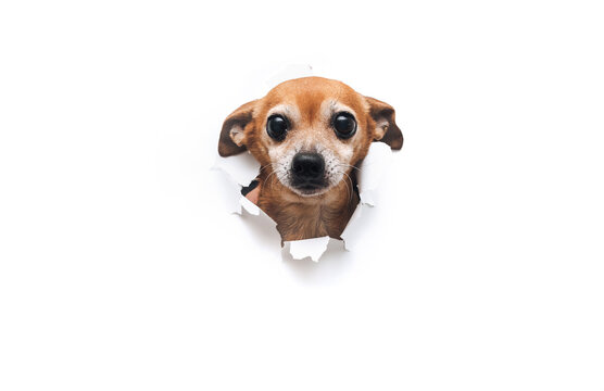 Funny bug-eyed muzzle. The head of old dog through a hole on a white torn paper background. Russian Toy Terrier. Horizontal studio image, copy space, isolated. Concept of spy, curiosity and snoop.