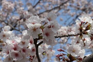 満開に咲いた桜