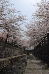 川の両端に咲いた桜