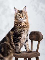 Gorgeous cats and Maine Coon cats