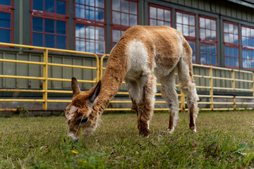 Naklejka na ściany i meble Photo of funny Alpaca grazing grass at the Canadian Food and Agriculture museum, with yellow fence behind.
