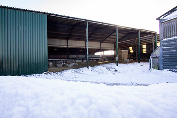 Open barn giving shelter to livestock animals in winter