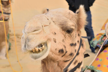 Obraz premium thar desert india