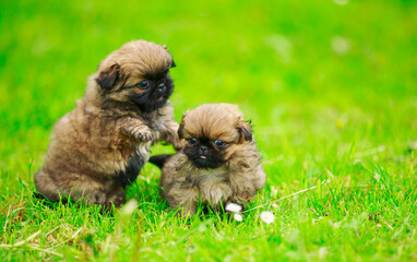 Pekingese puppies on the lawn