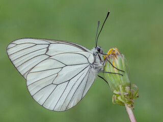 Aporia crataegi