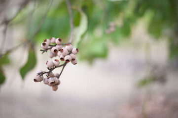 Eucalyptus Gumnuts