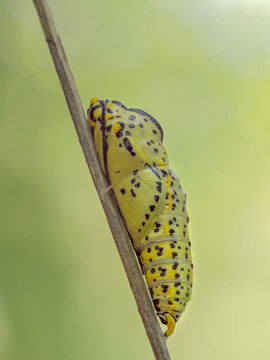 Aporia crataegi, crisalide