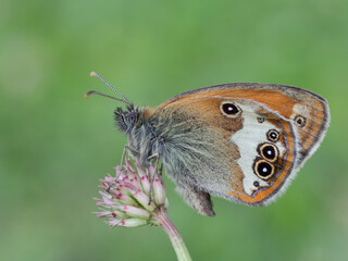 Coenonympha arcania