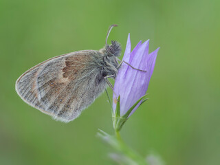 Coenonympha pamphilus