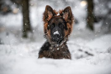Deutscher Schäferhund Junghund im Schnee - German Shepherd Dog in the snow  © Jasmin Walter