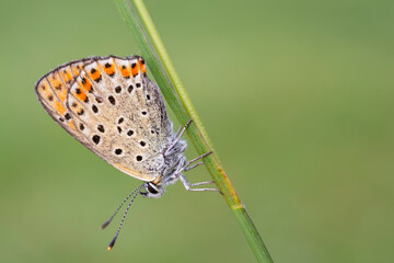 Lycaena tityrus