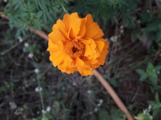 orange poppy flower