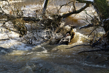 Icicles forming on a tree above a river