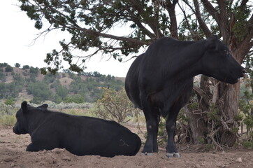 Black cows resting and standing beneath green tree 