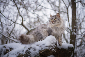 Photo of a gray fluffy cat in winter.