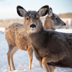 Female mule deer looking directly at camera with one leg up, huge ears and snow covered face. Another deers in the background. 