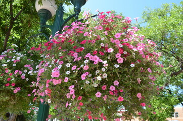 Red, pink, and white flowers hanging from lamp post
