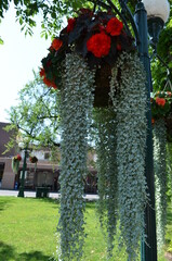 Red and white flowers hanging from lamp post