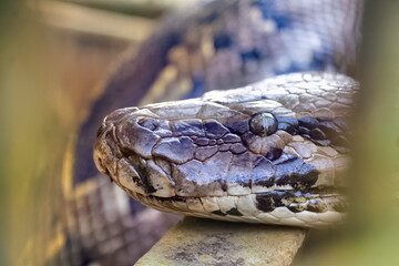 Photo of python head close up in zoo