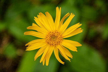 Arnica montana flower