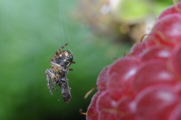 spider web - hunting animal with victim