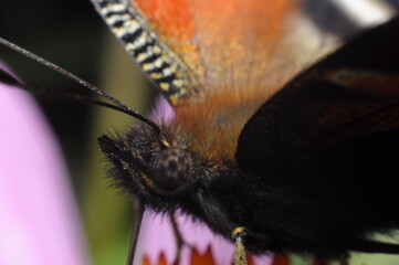 kolorowy motyl na kwiatku czerpiący nektar © Tomasz