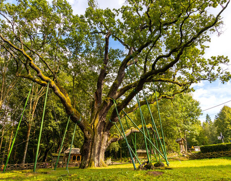 Bartek Oak nature monument, one of oldest oak tree in Poland, aged over 800 years in Swietokrzyskie Mountains village Zagnansk near Kielce in Poland