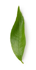 mandarin leaf isolated on a white background