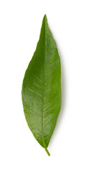 Fototapeta premium mandarin leaf isolated on a white background