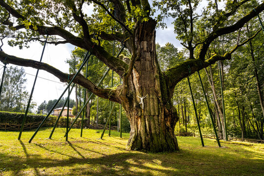 Bartek Oak nature monument, one of oldest oak tree in Poland, aged over 800 years in Swietokrzyskie Mountains village Zagnansk near Kielce in Poland