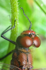 Macro shot of a red, orange dragonfly