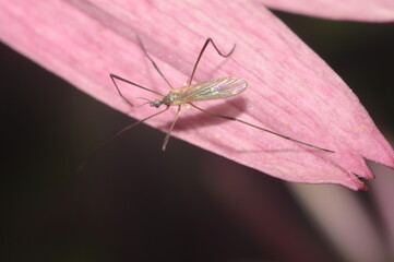 komar, insekt na liściu