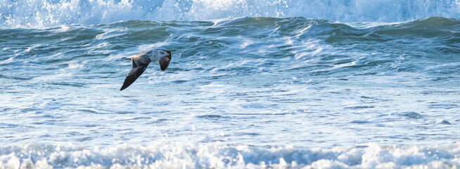 seagull skimming ocean waves