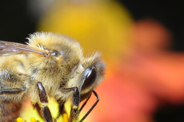 pszczoła makro na kwiatku szukająca pożywienia - nektar, miód z ula