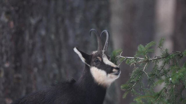 Chamois marking its territory during the rutting period in winter