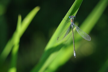 Macro shot of a red, orange dragonfly