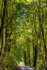 Obraz premium Mixed European forest in Bedkowska Valley of Bentkowka Creek within Jura Krakowsko-Czestochowska upland near Cracow in Lesser Poland