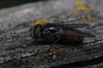 fly, housefly on the flower 