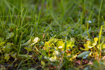 yellow flower in grass