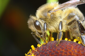 pszczoła makro na kwiatku szukająca pożywienia - nektar, miód z ula © Tomasz