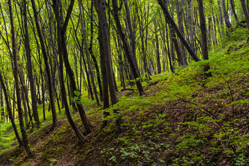 Mixed European forest in Bedkowska Valley of Bentkowka Creek within Jura Krakowsko-Czestochowska upland near Cracow in Lesser Poland