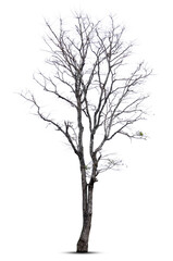 Dead tree isolated on white background.