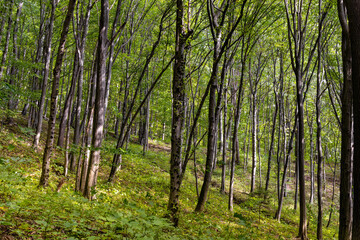 Naklejka premium Mixed European forest in Bedkowska Valley of Bentkowka Creek within Jura Krakowsko-Czestochowska upland near Cracow in Lesser Poland