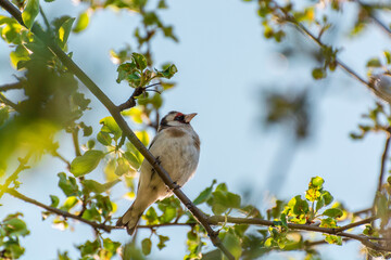 Goldfinch sitting among branches, against the sky.