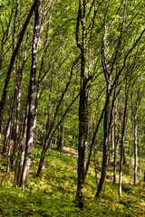 Fototapeta na wymiar Mixed European forest in Bedkowska Valley of Bentkowka Creek within Jura Krakowsko-Czestochowska upland near Cracow in Lesser Poland