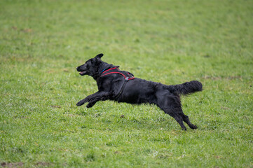 black flatcoated retriever running on grass
